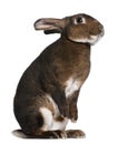 Castor Rex rabbit standing on hind legs