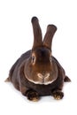 Castor rex rabbit on white background Royalty Free Stock Photo