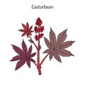 Castorbean, or Castor-oil-plant Ricinus communis , medicinal plant