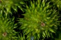 Castorbean Fruit