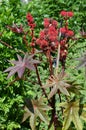 Castorbean (Ricinus communis)