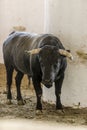 Castrated bull used in bullfighting arenas for leading other bulls in the stables