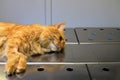 Castration of cat under anesthesia. A red, yellow cat lies on operating table in veterinary clinic, hospital, under anesthesia,