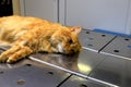 Castration of cat under anesthesia. A red, yellow cat lies on operating table in veterinary clinic, hospital, under anesthesia, Royalty Free Stock Photo