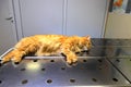 Castration of cat under anesthesia. A red, yellow cat lies on operating table in veterinary clinic, hospital, under anesthesia,