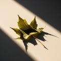 Casts a distinct, sharp shadow, highlighting its lobed structure Royalty Free Stock Photo