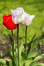 Casual garden group of white tulips fringed in purple with red t