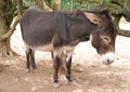 Casual Mule Donkey standing