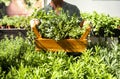 A casual senior woman in the greenhouse herb garden. He is holding a wooden basket full of herbs in his hands. Sunny day Royalty Free Stock Photo