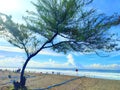 Casuarina equisetifolia / australian pine / beach she-oak Royalty Free Stock Photo