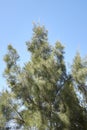 Casuarina equisetifolia tree Royalty Free Stock Photo