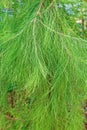 Casuarina equisetifolia Royalty Free Stock Photo