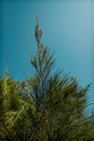 Casuarina equisetifolia tree or in Indonesia known as Cemara Udang Royalty Free Stock Photo