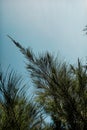 Casuarina equisetifolia tree or in Indonesia known as Cemara Udang Royalty Free Stock Photo