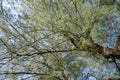 Casuarina equisetifolia tree Royalty Free Stock Photo