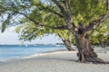 Casuarina Pine Trees on Seven Mile Beach Royalty Free Stock Photo