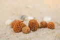 Casuarina seed cones on the beach. Sea pine.