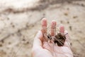 Casuarina seeds in hand Royalty Free Stock Photo