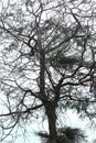 Casuarina tree Royalty Free Stock Photo