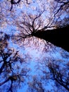 Casuarina Tree on Semeru Mountain