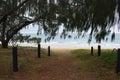 Casuarina trees guard the path to Woodgate Beach shoreline Burrum Queensland