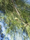 Closeup of casuarina trees and leaves