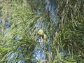 Closeup of casuarina trees and leaves