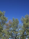 Closeup of casuarina trees and leaves