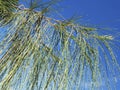 Closeup of casuarina trees and leaves