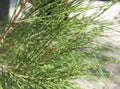 Closeup of casuarina trees and leaves Royalty Free Stock Photo