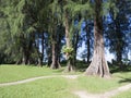 Casuarina trees by the seaside