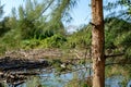 Casuarinaceae tree in wild tropical forest Royalty Free Stock Photo