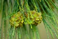 Casuarinaceae young seeds on tree Royalty Free Stock Photo