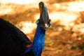 Casuarius. Australian big forest bird. in zoo nakhonratsima thailand Royalty Free Stock Photo