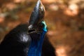 Casuarius. Australian big forest bird. in zoo nakhonratsima thailand Royalty Free Stock Photo