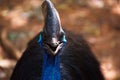 Casuarius. Australian big forest bird. in zoo nakhonratsima thailand Royalty Free Stock Photo