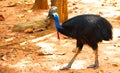 Casuarius. Australian big forest bird. in zoo nakhonratsima thailand Royalty Free Stock Photo