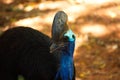 Casuarius. Australian big forest bird. in zoo nakhonratsima thailand Royalty Free Stock Photo