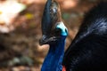 Casuarius. Australian big forest bird. in zoo nakhonratsima thailand Royalty Free Stock Photo