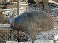 Kasuari, a flightless big bird from Papua, Indonesia.