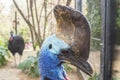 Casuarius casuarius, Southern cassowary Royalty Free Stock Photo