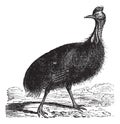 Casuarius galeatus or cassowary vintage engraving