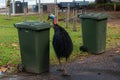 Cassowary Casuarius casuarius Etty Bay Royalty Free Stock Photo