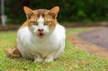 White and yellow stray cat sitting on grass with big green eyes looking into the camera and cat is angry. Royalty Free Stock Photo