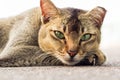 Light brown colour domestic stray cat with green eyes lying on the floor looking into the camera with white background. Royalty Free Stock Photo