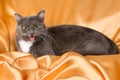 Cat Royalty Free Stock Photo