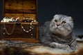 Cat Royalty Free Stock Photo