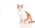 Cat Royalty Free Stock Photo