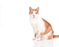 Cat Royalty Free Stock Photo