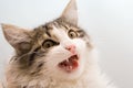 Cat Royalty Free Stock Photo